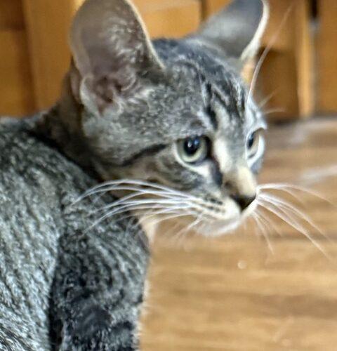 Trudy, Adoptable, Young Female Domestic Short Hair.