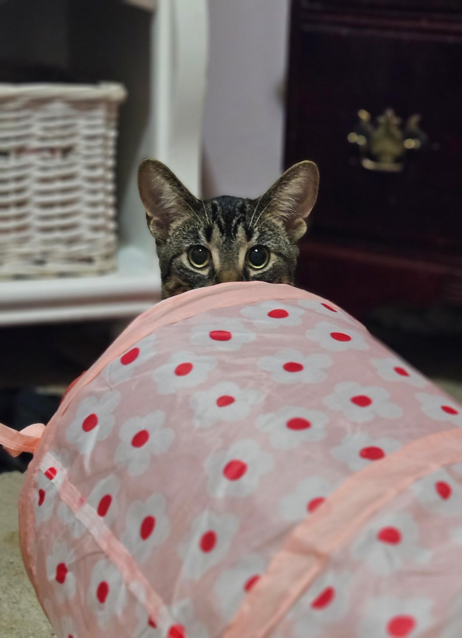 Enlarge Trudy, a Adoptable Domestic Short Hair in Kenosha, WI image 2/3