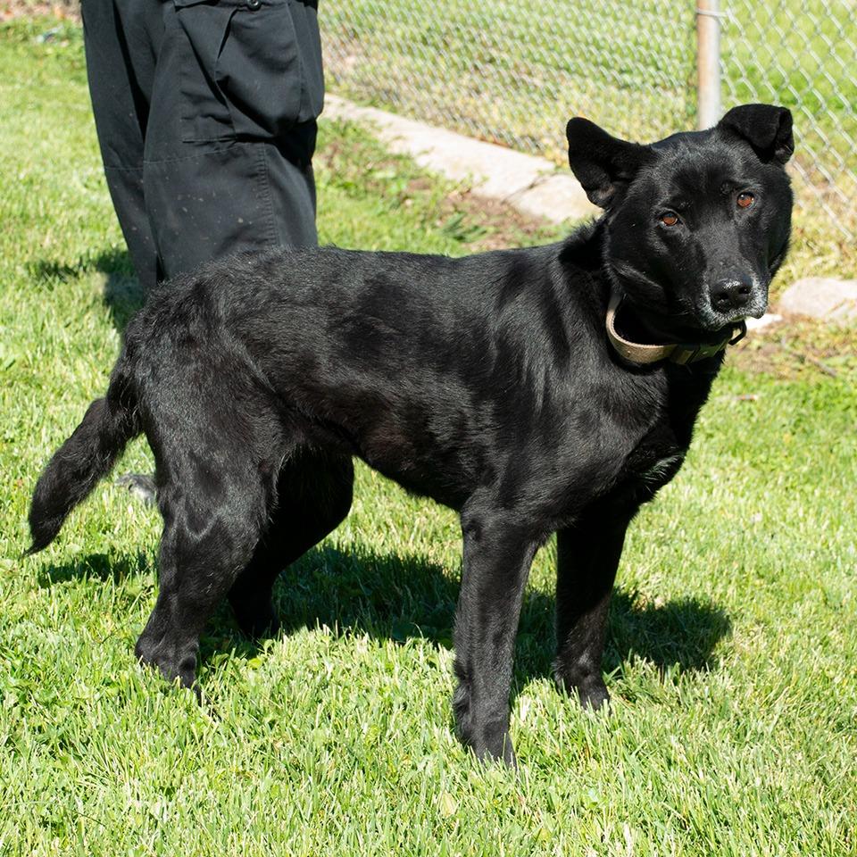 Enlarge Pepper, a Adoptable mixed breed in Troy, OH image 1/3
