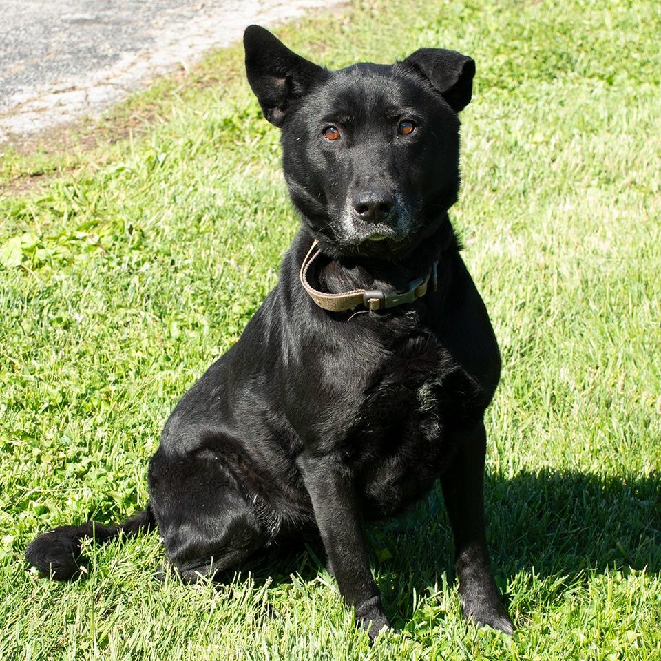 Enlarge Pepper, a Adoptable mixed breed in Troy, OH image 2/3