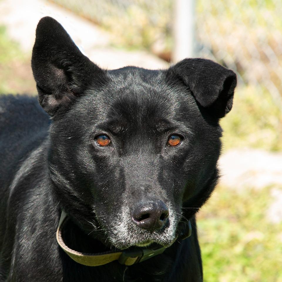 Enlarge Pepper, a Adoptable mixed breed in Troy, OH image 3/3