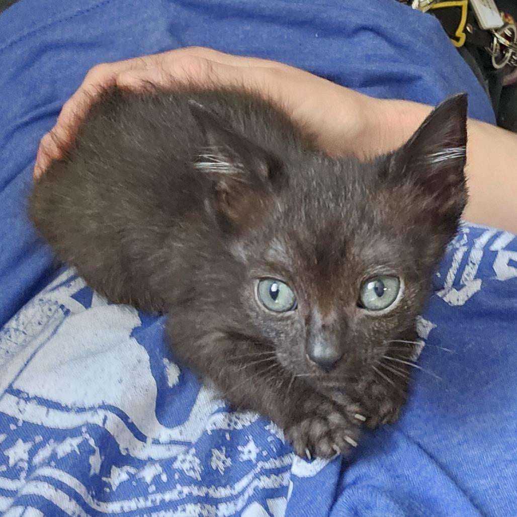 Apollo 26-032, Adoptable, Kitten Male Domestic Short Hair.