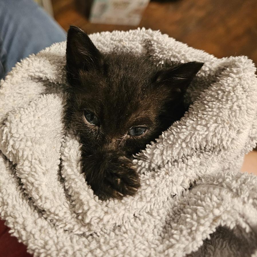 Apollo 26-032, a Adoptable Domestic Short Hair in Little Rock, AR image 2/6