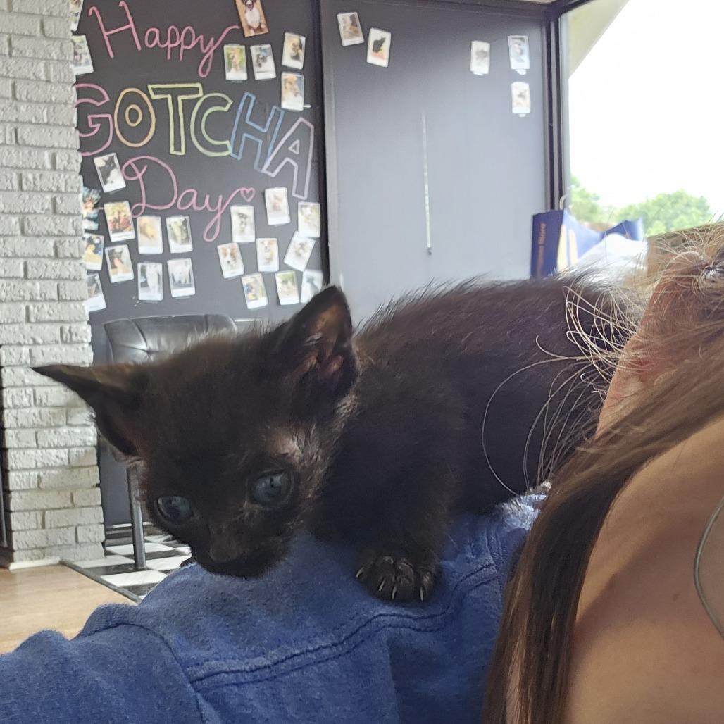 Apollo 26-032, a Adoptable Domestic Short Hair in Little Rock, AR image 4/6