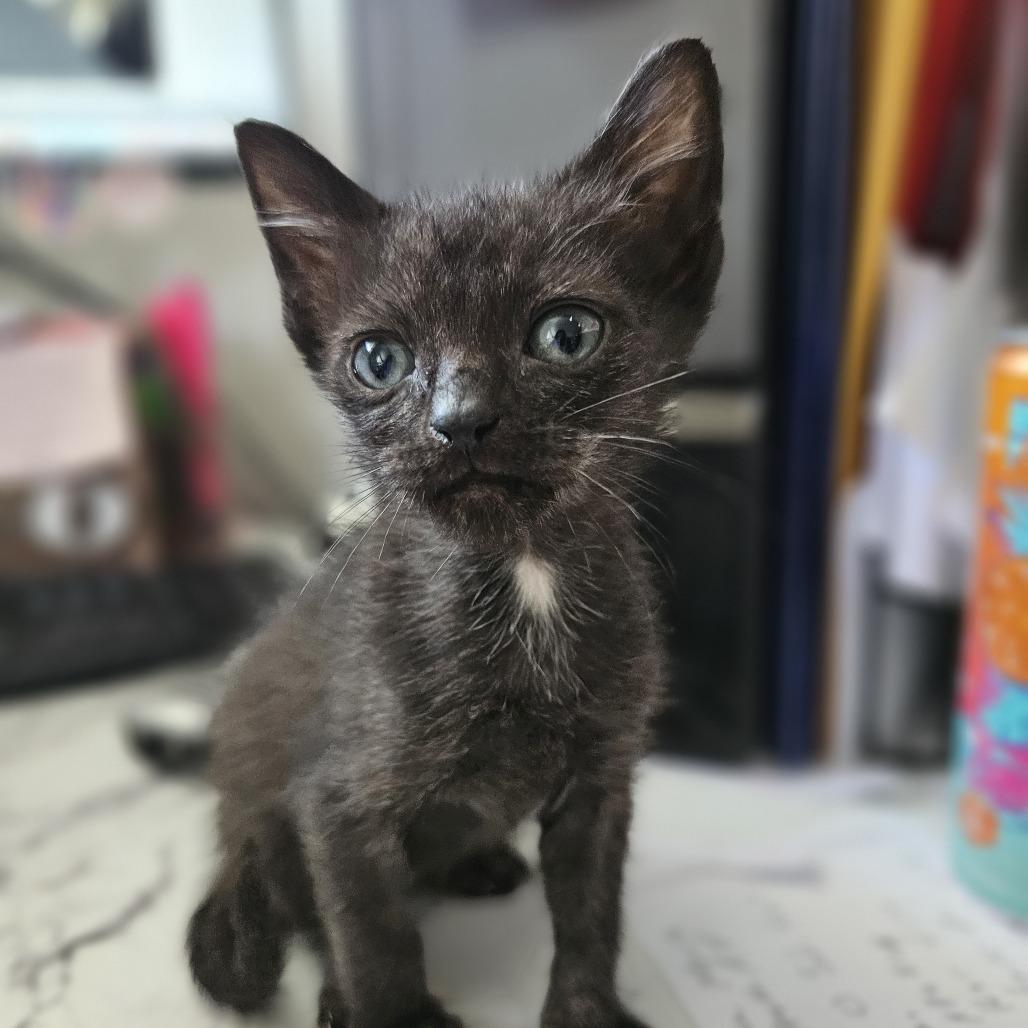 Apollo 26-032, a Adoptable Domestic Short Hair in Little Rock, AR image 5/6