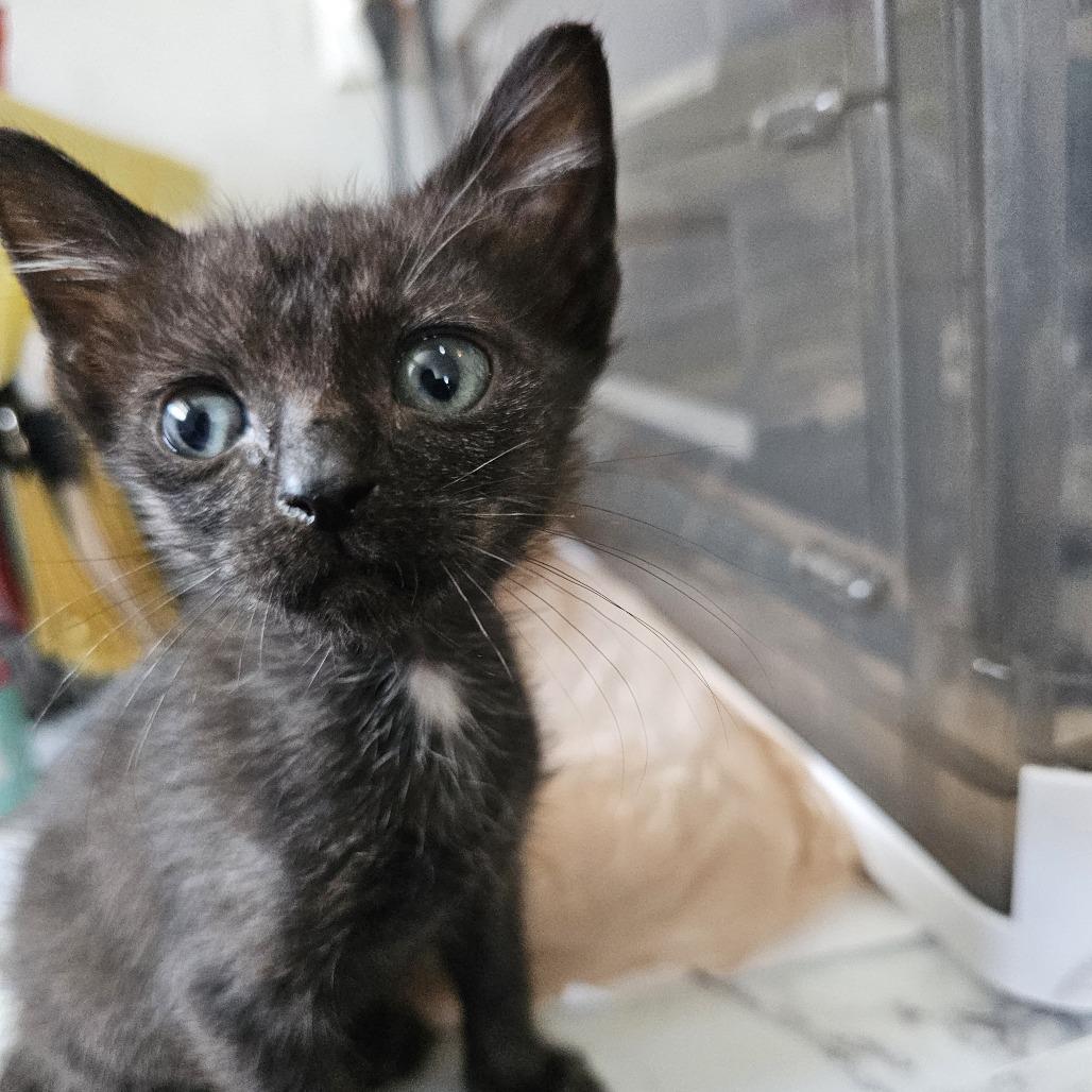 Apollo 26-032, a Adoptable Domestic Short Hair in Little Rock, AR image 6/6