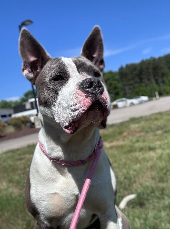 Enlarge Ferdinand, a Adoptable mixed breed in Disputanta, VA image 1/6