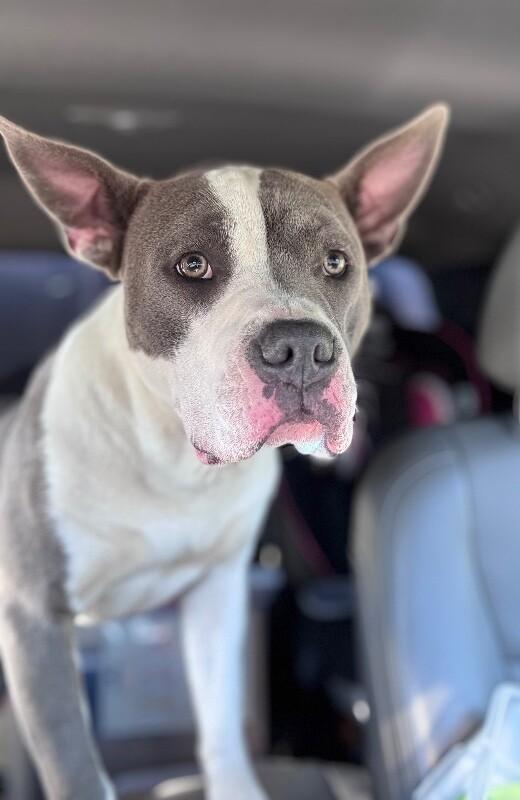 Enlarge Ferdinand, a Adoptable mixed breed in Disputanta, VA image 2/6