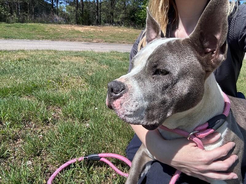 Enlarge Ferdinand, a Adoptable mixed breed in Disputanta, VA image 3/6