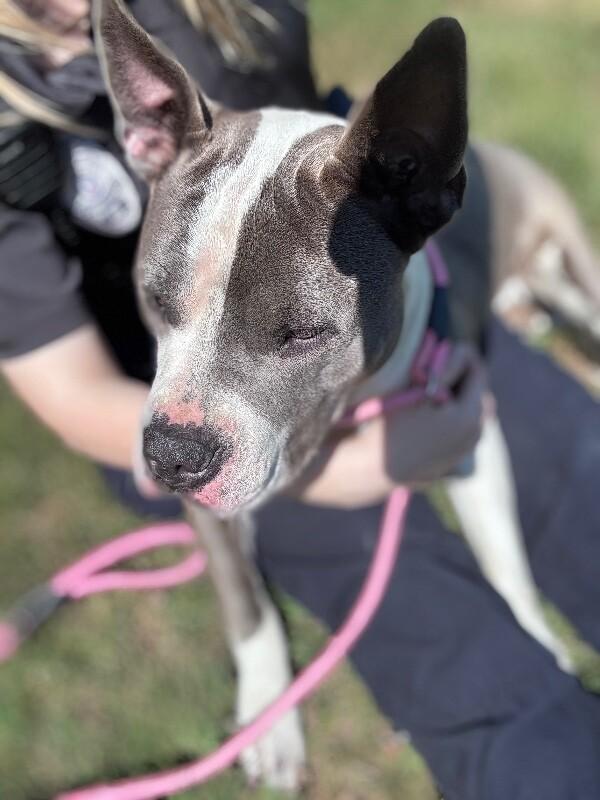 Enlarge Ferdinand, a Adoptable mixed breed in Disputanta, VA image 4/6
