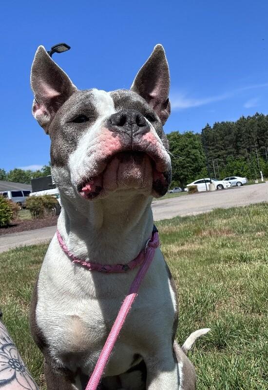 Enlarge Ferdinand, a Adoptable mixed breed in Disputanta, VA image 5/6