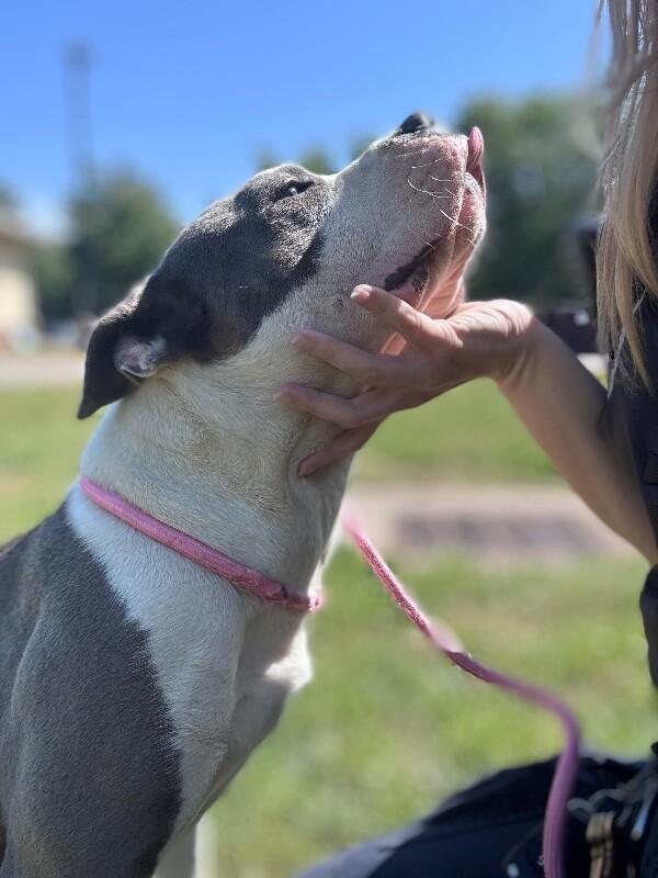 Enlarge Ferdinand, a Adoptable mixed breed in Disputanta, VA image 6/6