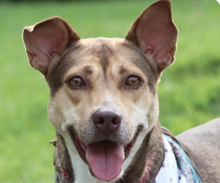 Enlarge Mina, a ADOPTABLE mixed breed in San Francisco, CA image 1/1