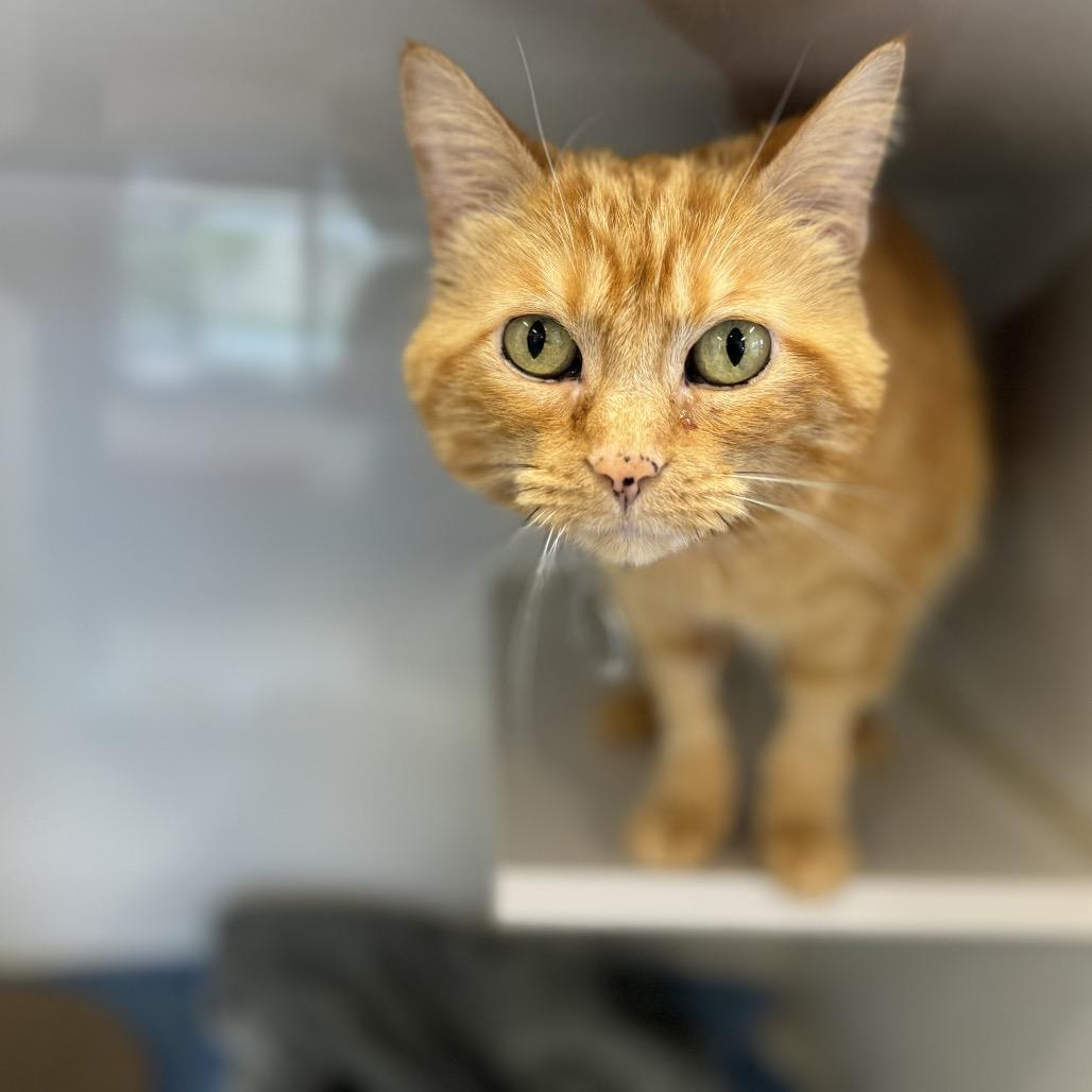 Enlarge Valentina, a Adoptable Domestic Medium Hair in Wheeling, IL image 1/6