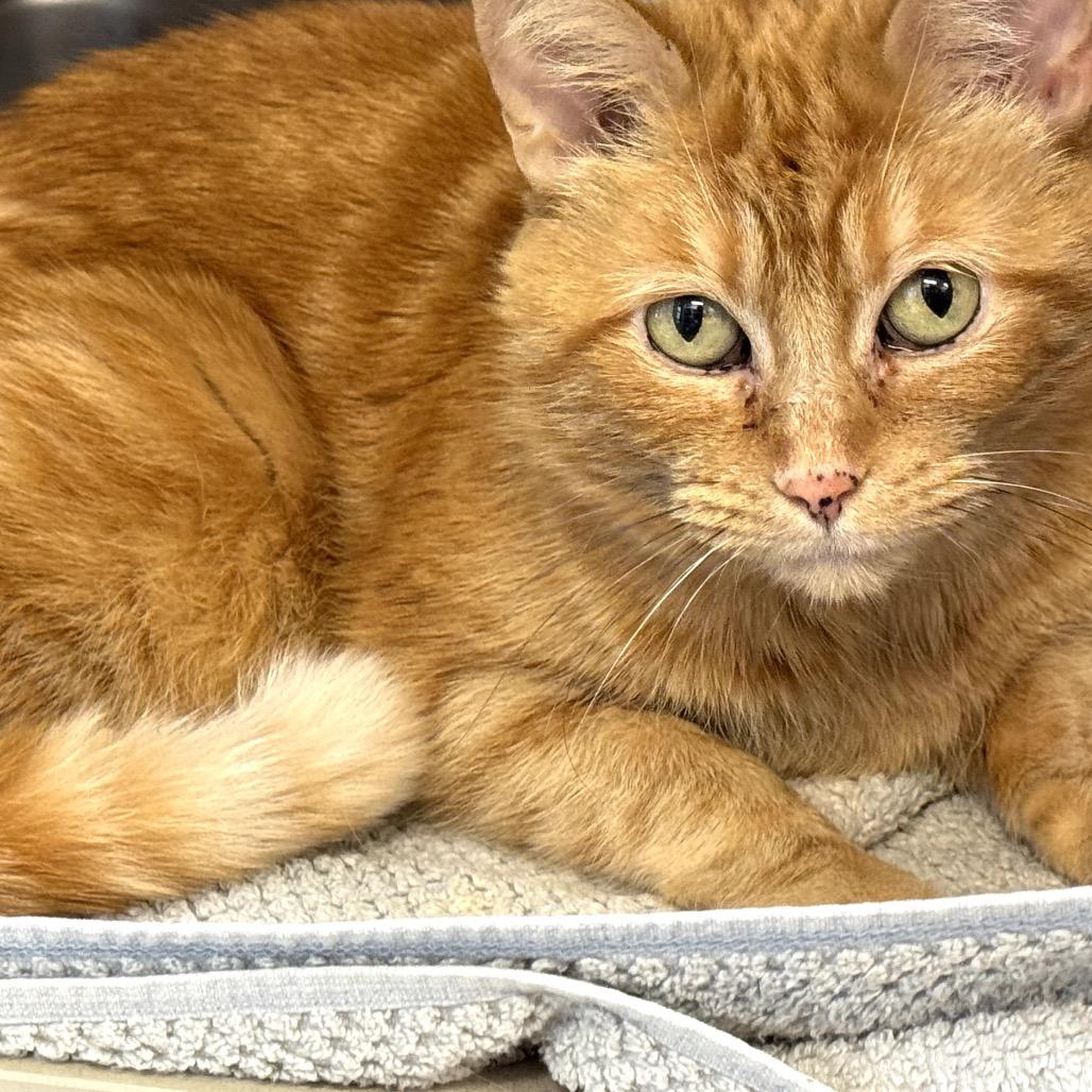 Enlarge Valentina, a Adoptable Domestic Medium Hair in Wheeling, IL image 2/6