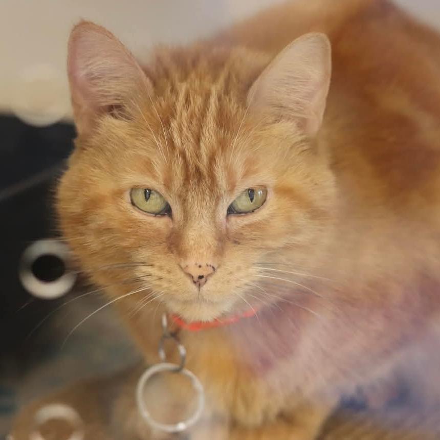 Enlarge Valentina, a Adoptable Domestic Medium Hair in Wheeling, IL image 3/6