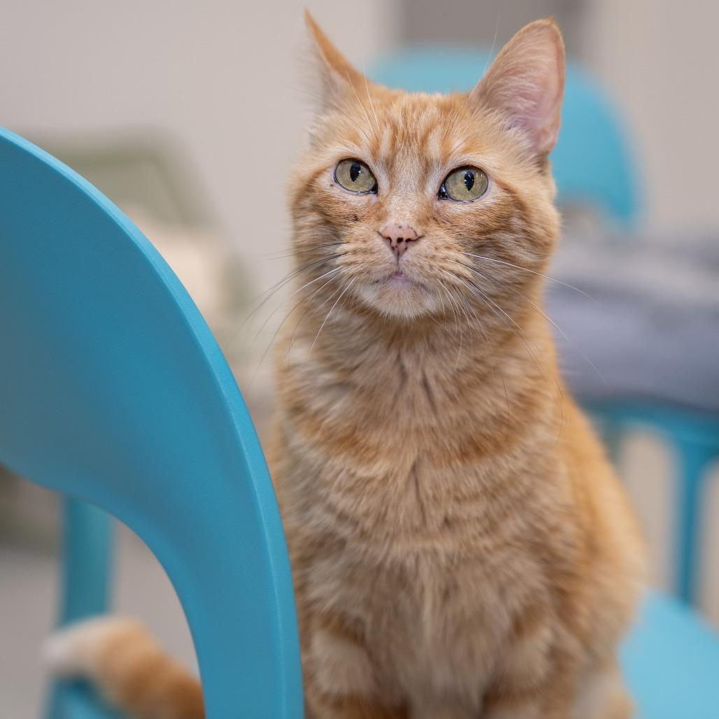 Enlarge Valentina, a Adoptable Domestic Medium Hair in Wheeling, IL image 4/6