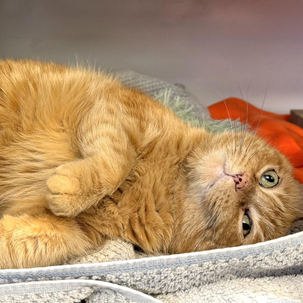 Enlarge Valentina, a Adoptable Domestic Medium Hair in Wheeling, IL image 5/6