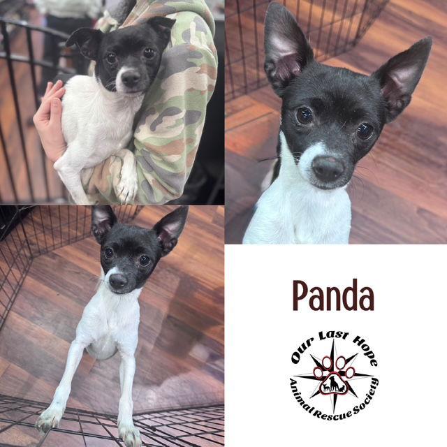 Panda, Adoptable, Young Female Rat Terrier & Chihuahua.