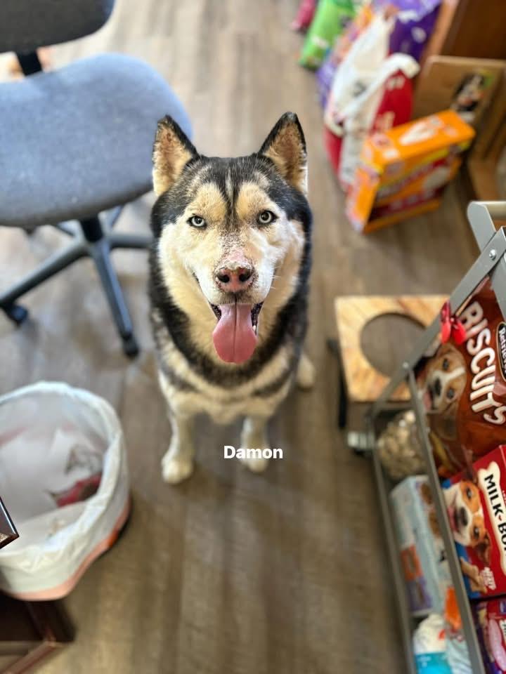 Damon, ADOPTABLE, Adult Male Husky.