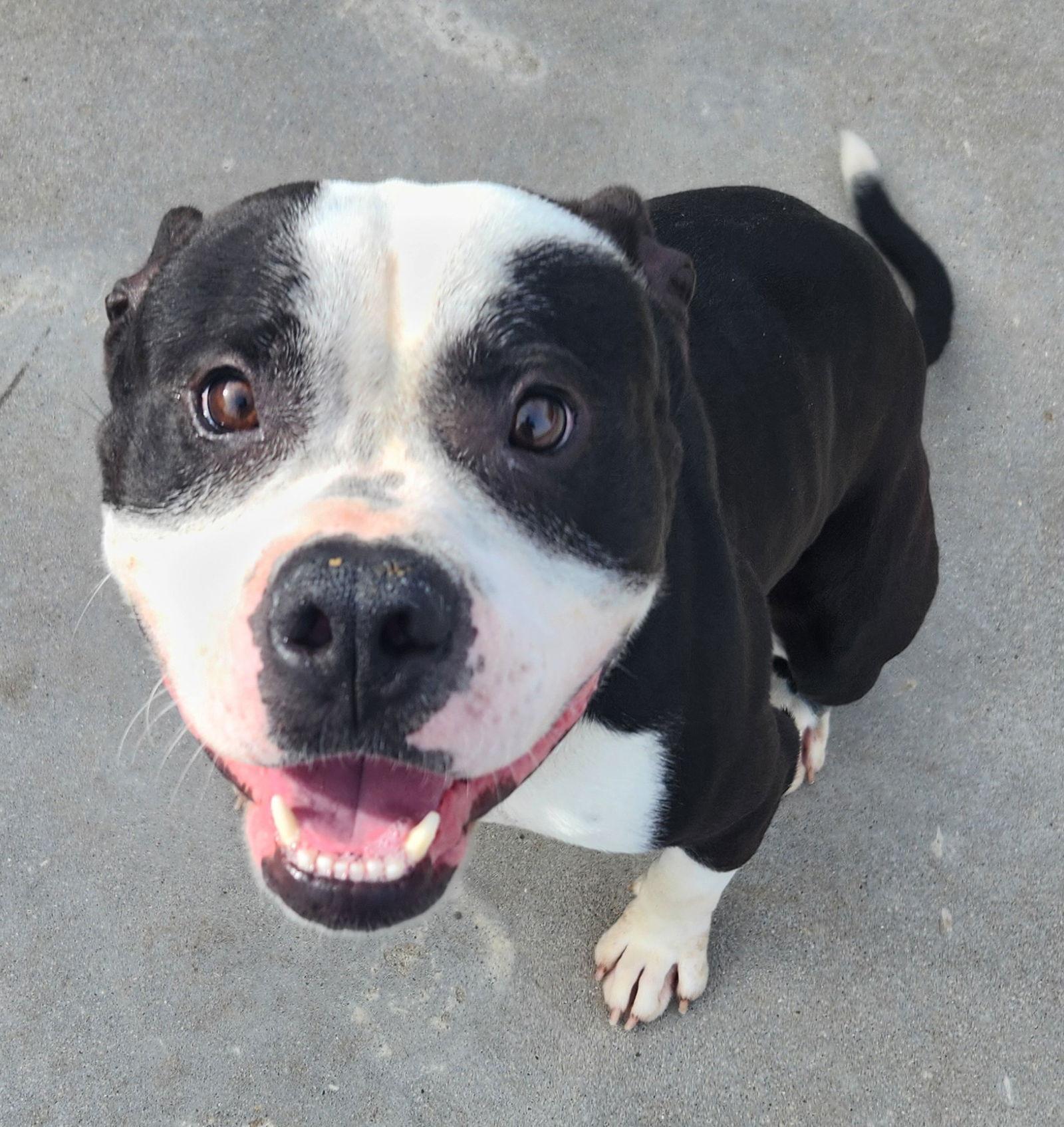 Enlarge Dozer, a Adoptable American Bulldog in Knoxville, IA image 1/3
