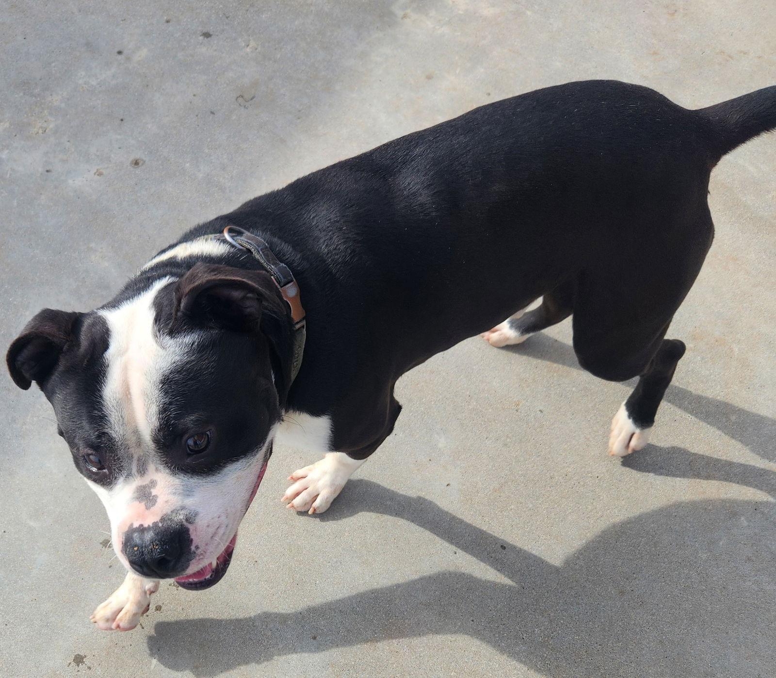 Enlarge Dozer, a Adoptable American Bulldog in Knoxville, IA image 2/3