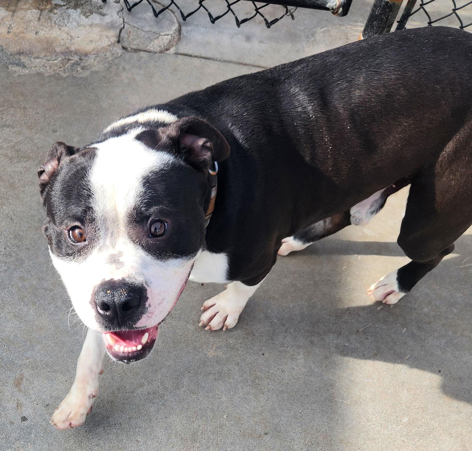 Enlarge Dozer, a Adoptable American Bulldog in Knoxville, IA image 3/3
