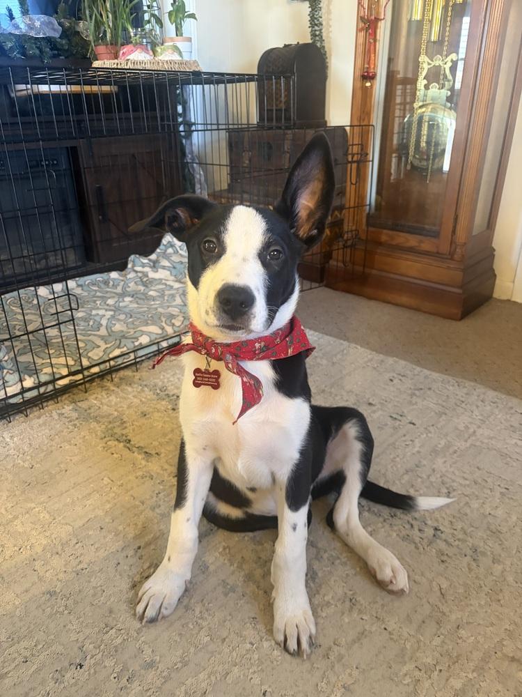 Otis Redding thumbnail 3