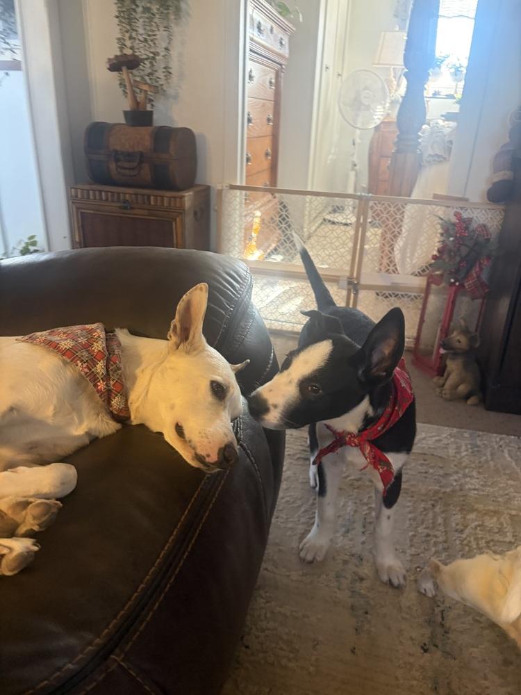 Otis Redding thumbnail 4