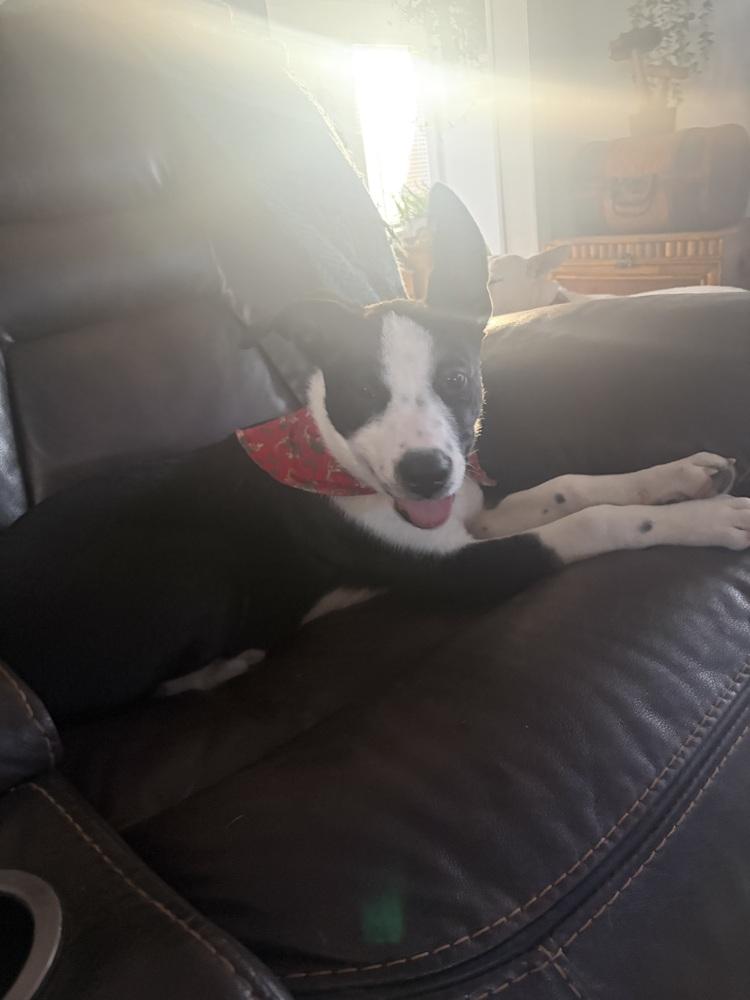 Otis Redding thumbnail 6