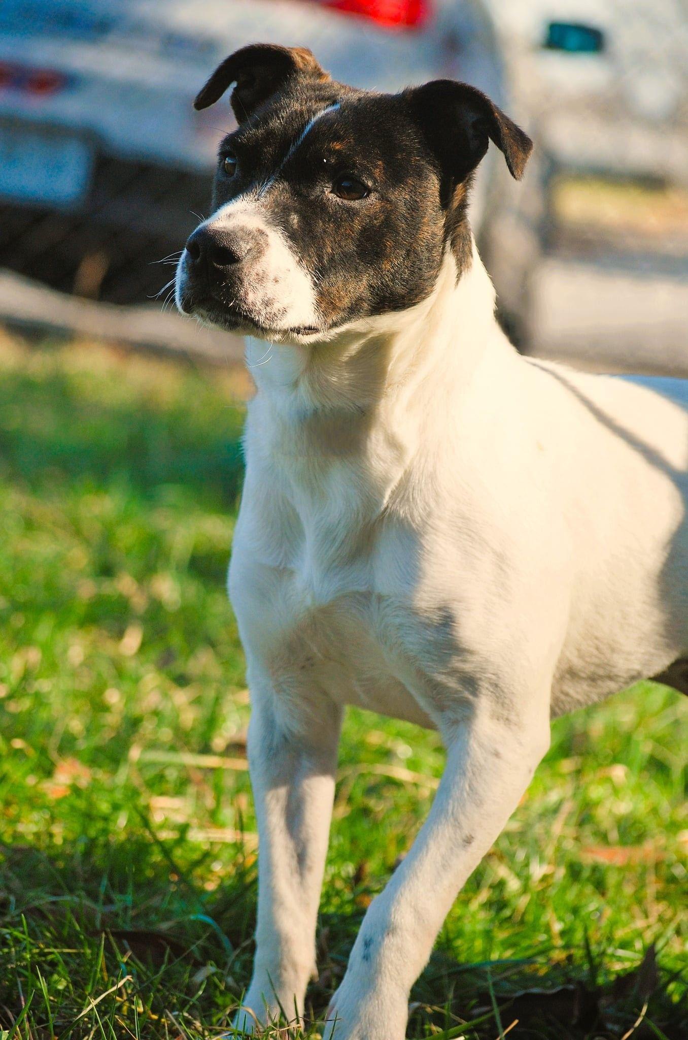Enlarge Leti, a Adoptable mixed breed in manchester, TN image 3/4