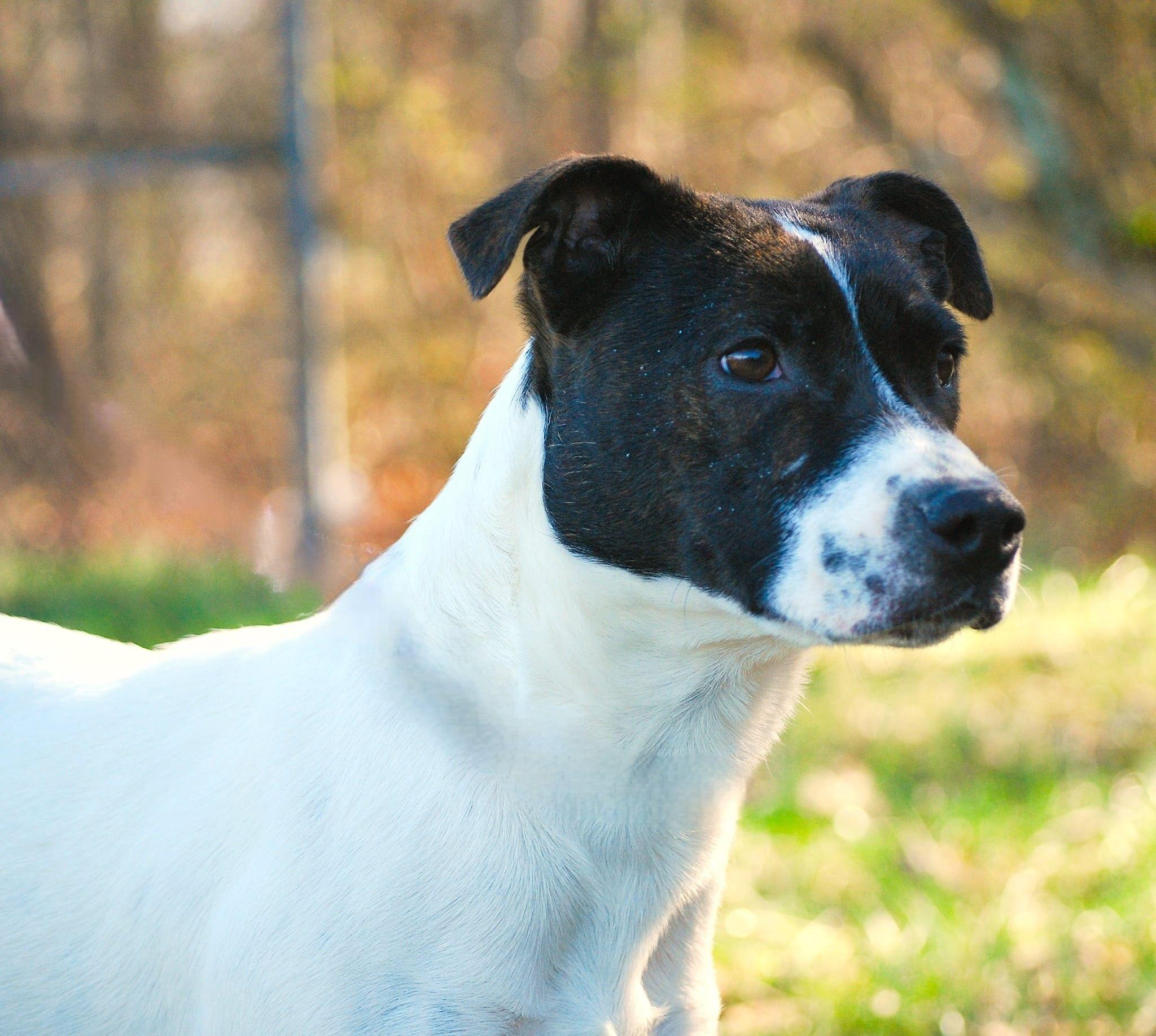 Leti, Adoptable, Young Female Terrier & Pit Bull Terrier.