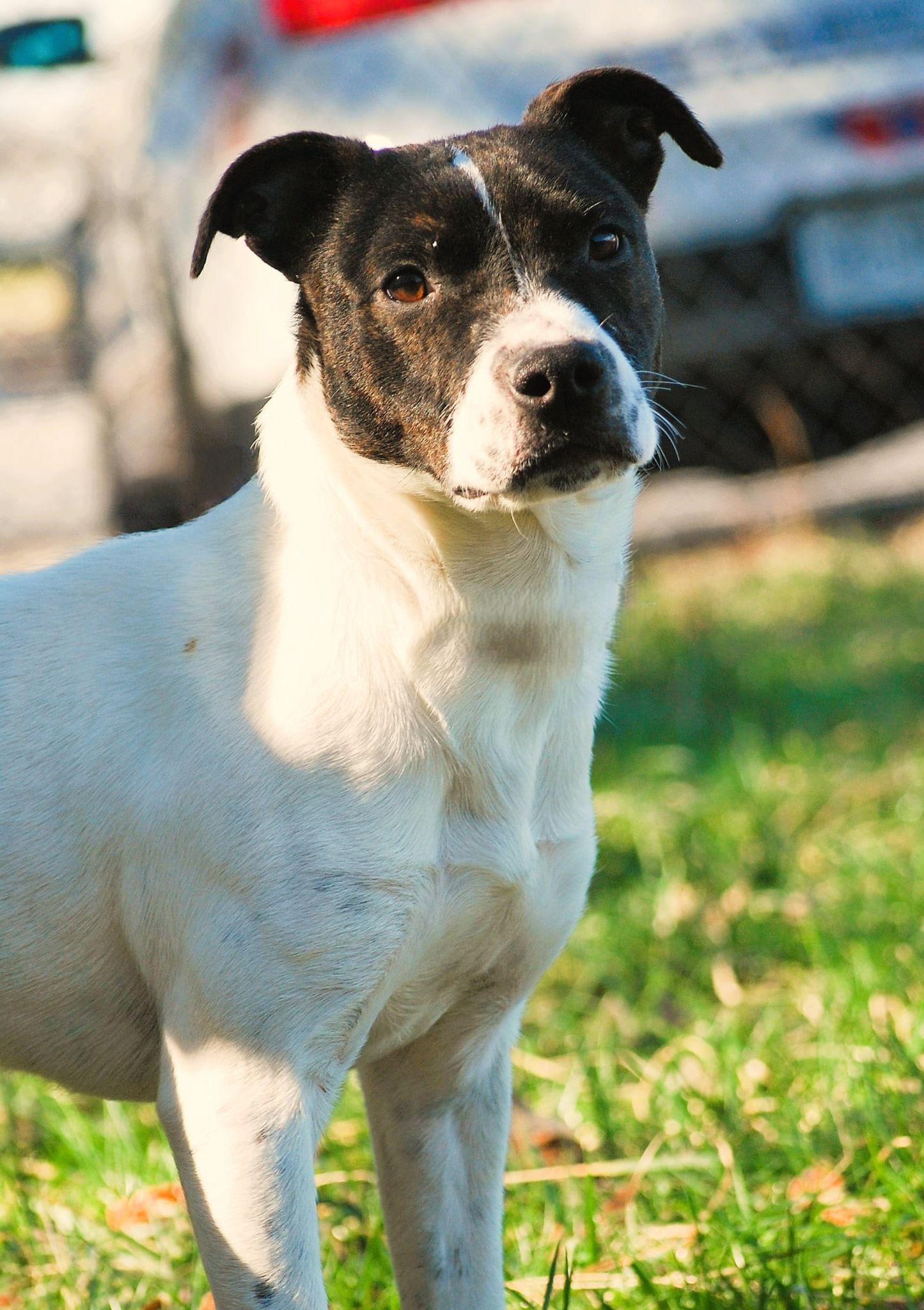 Enlarge Leti, a Adoptable mixed breed in manchester, TN image 4/4