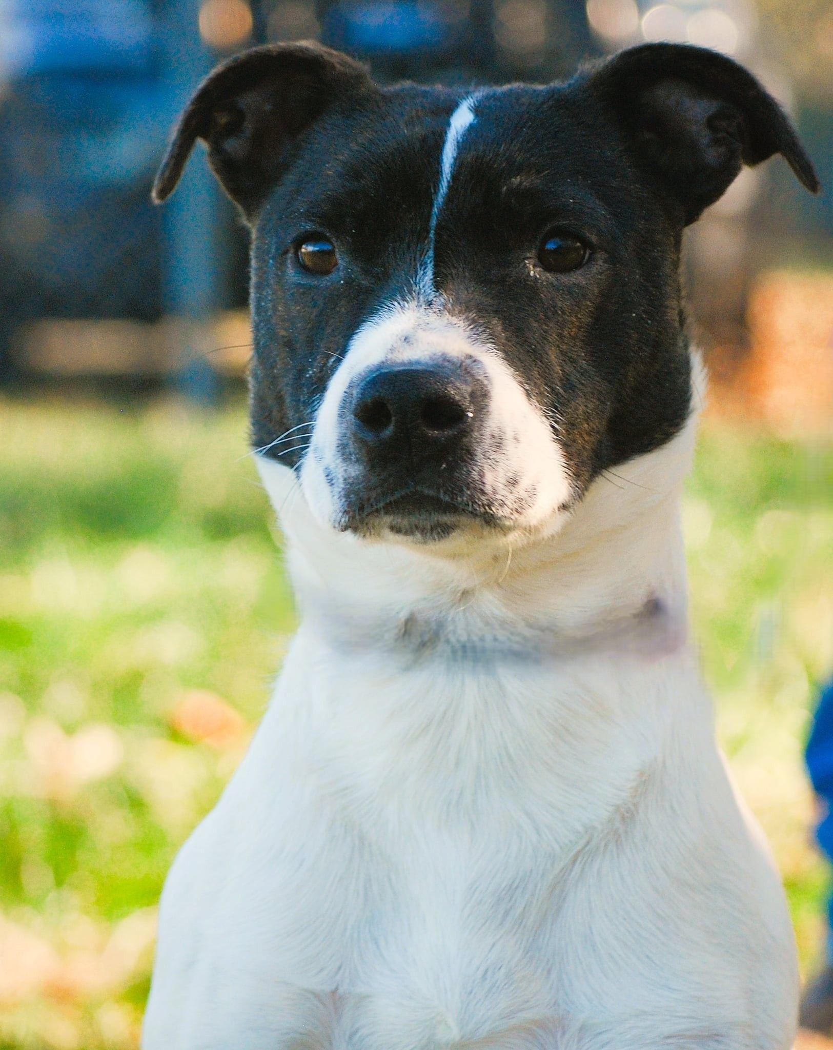 Leti, Adoptable, Young Female Terrier & Pit Bull Terrier.