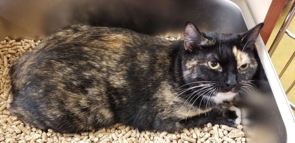 Gyspy, a Adoptable Domestic Short Hair in Rockwell, NC image 1/2