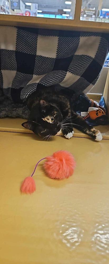 Gyspy, a Adoptable Domestic Short Hair in Rockwell, NC image 2/2