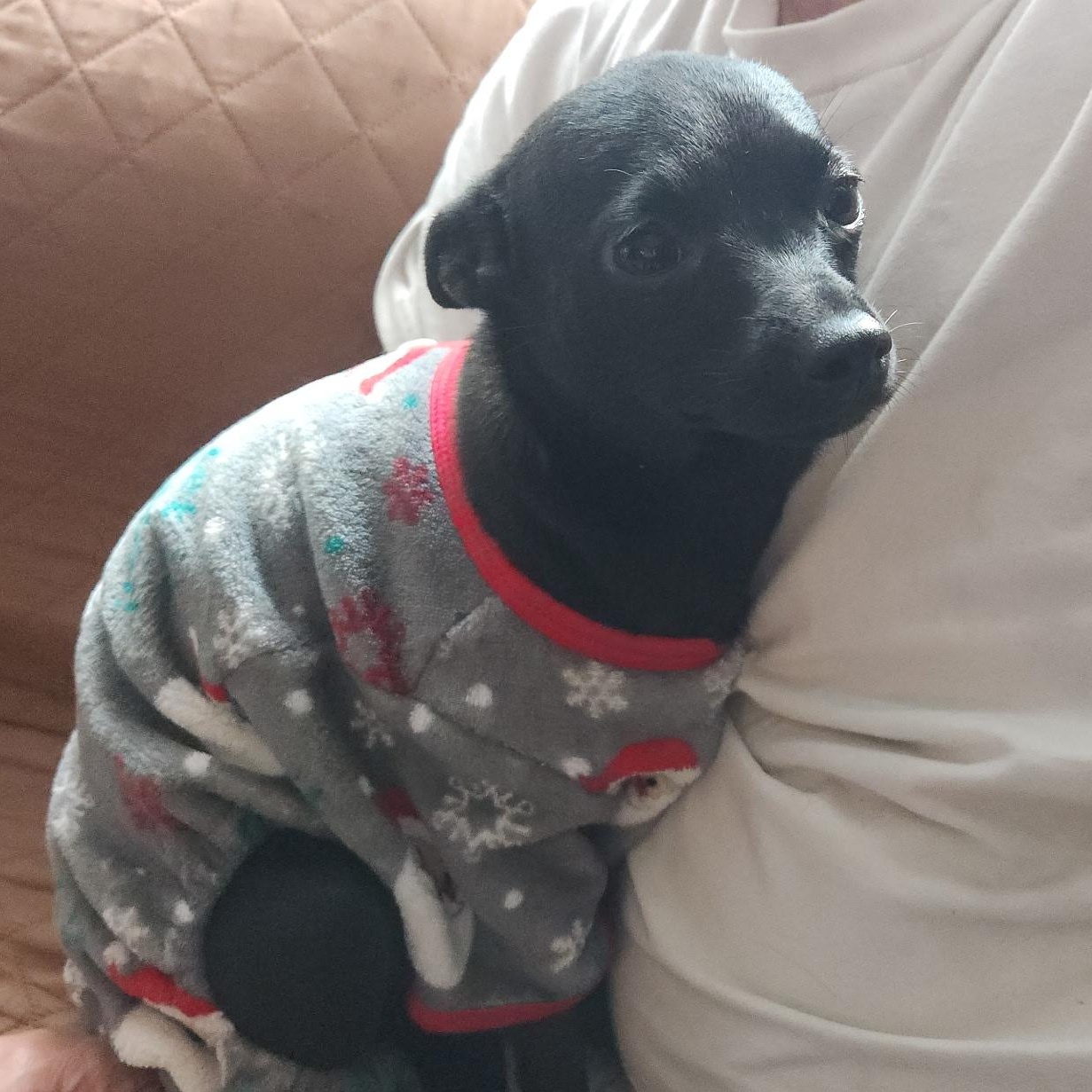 Enlarge Pepper, an adopted mixed breed in Seal Beach, CA image 6/6