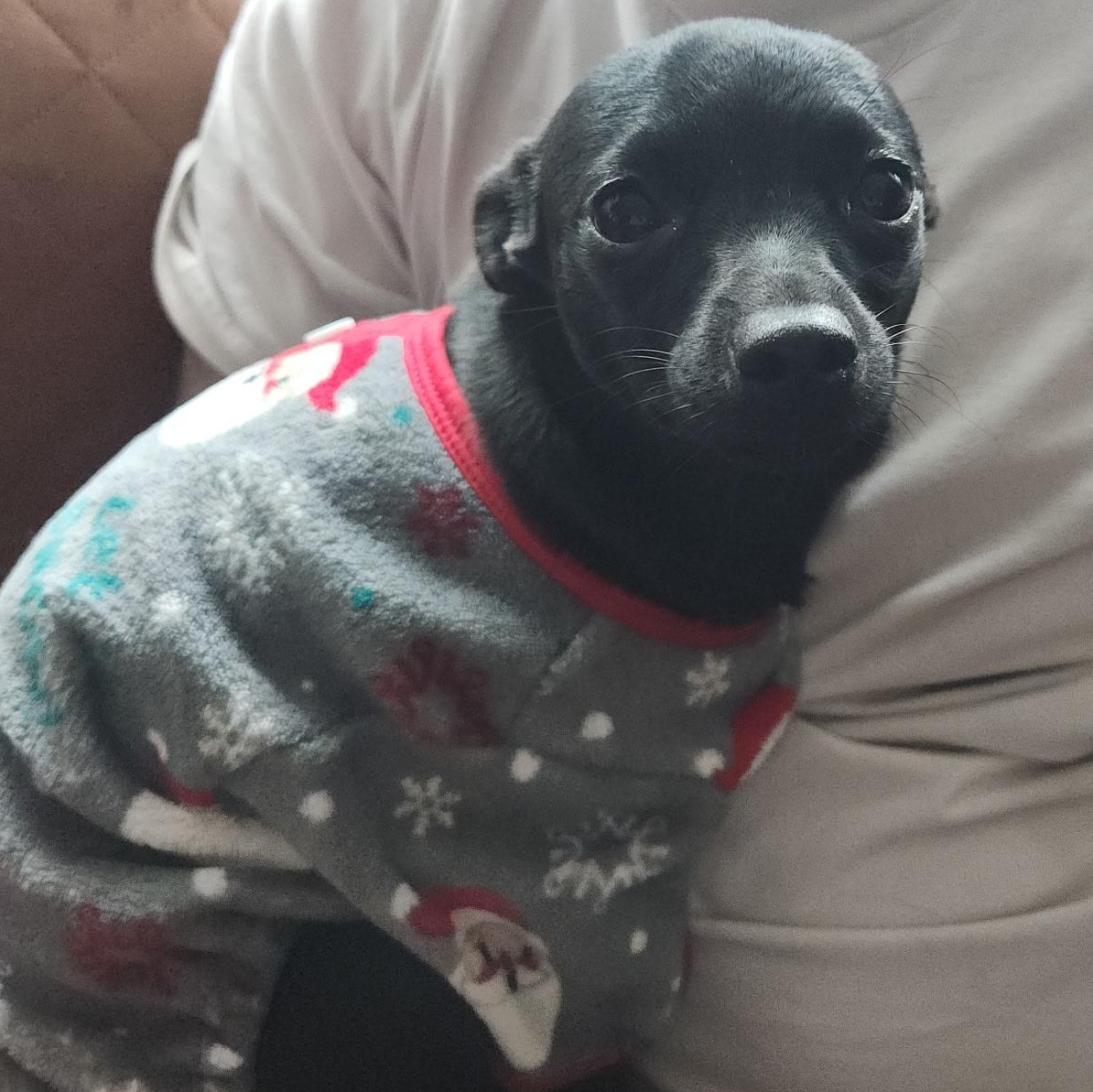 Enlarge Pepper, an adopted mixed breed in Seal Beach, CA image 1/6