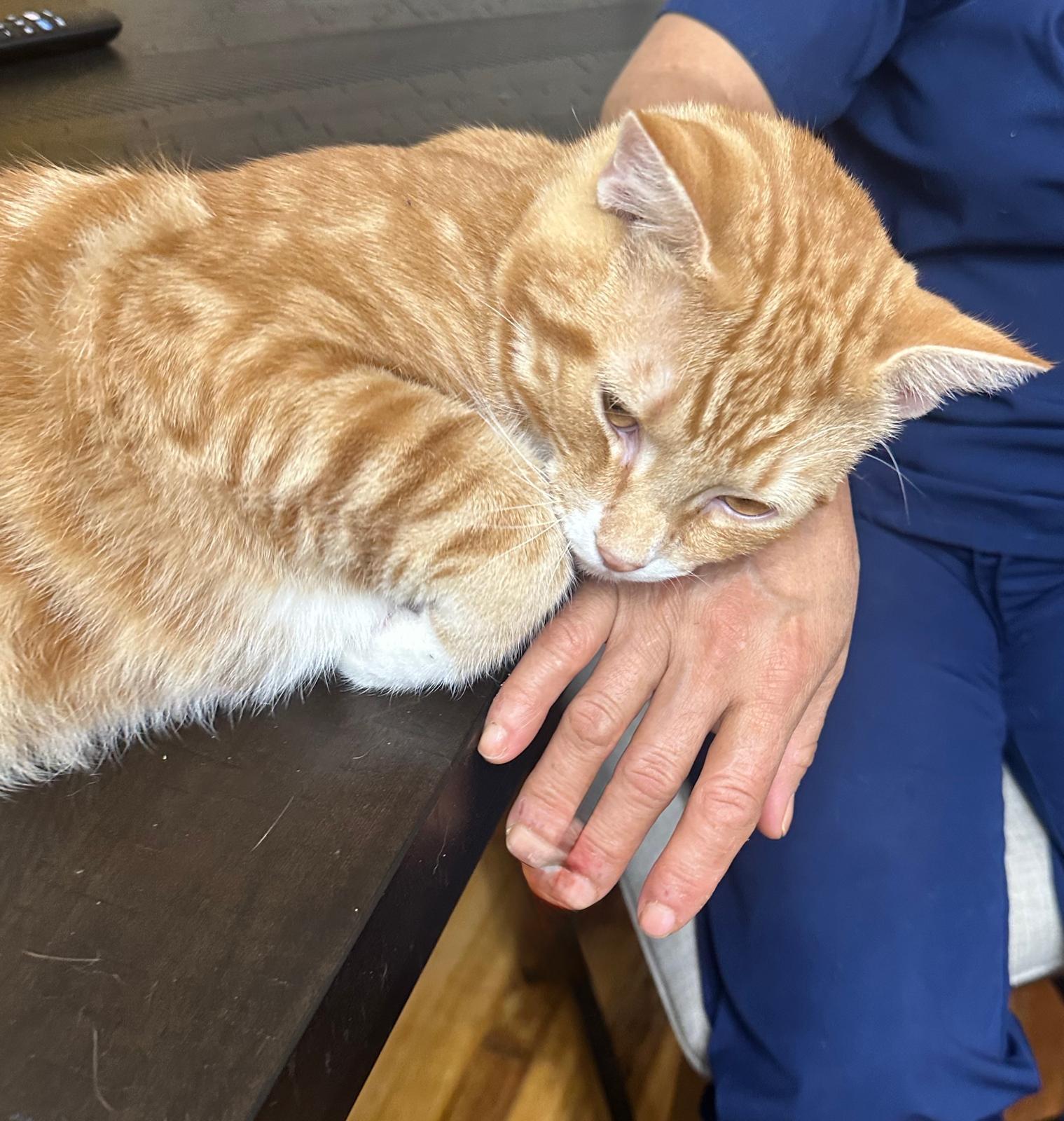 Paulie (M) & Louie (M), a Adoptable Domestic Short Hair in New York, NY image 2/4