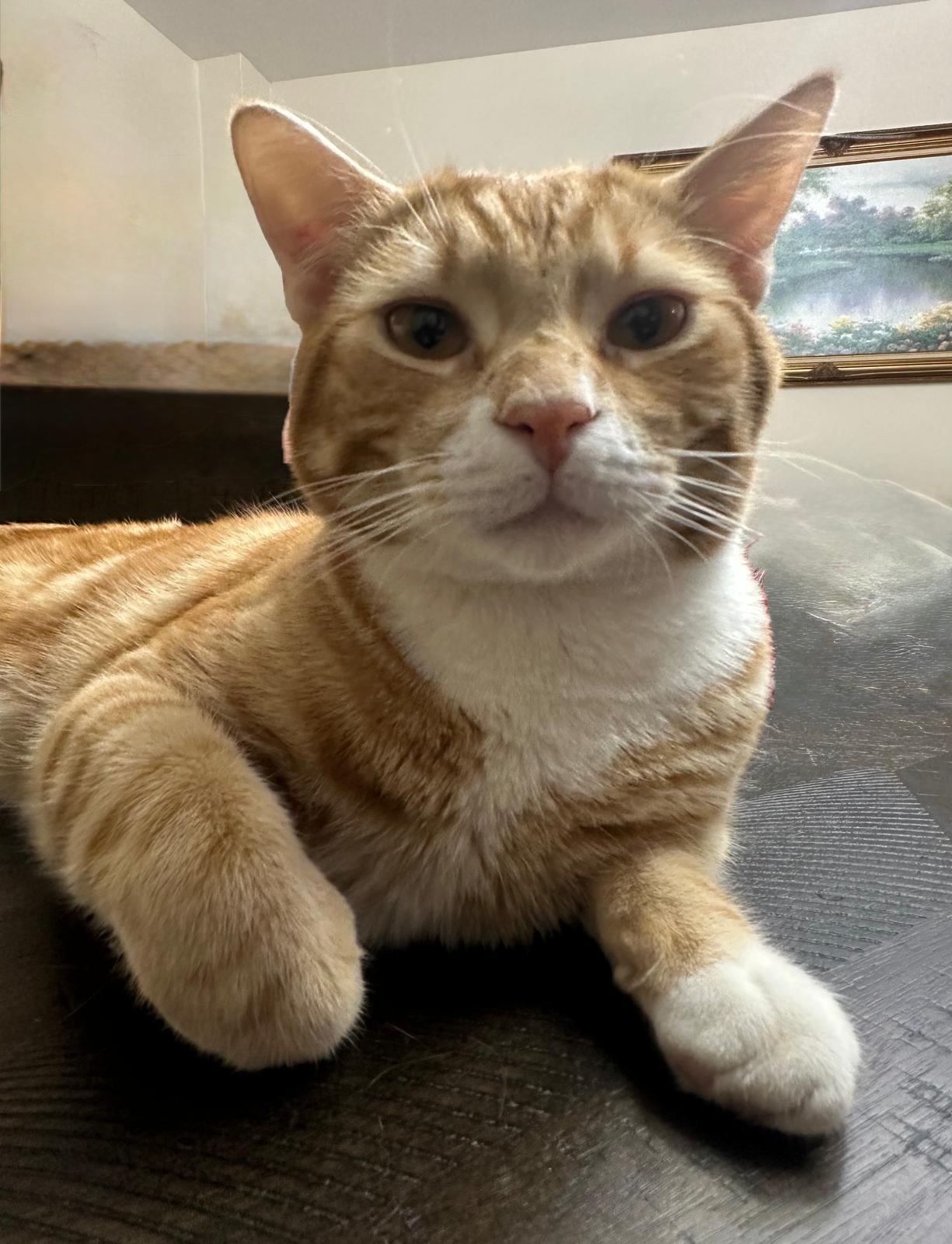 Paulie (M) & Louie (M), a Adoptable Domestic Short Hair in New York, NY image 3/4