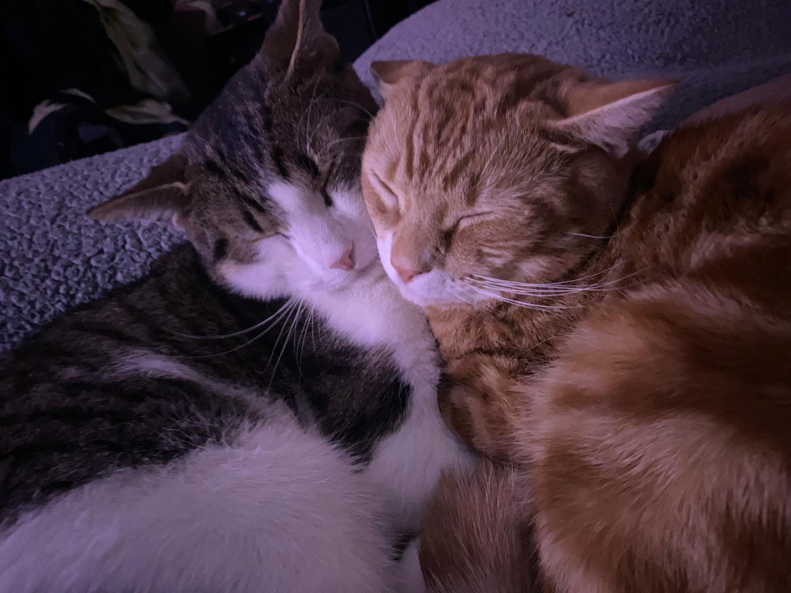 Paulie (M) & Louie (M), a Adoptable Domestic Short Hair in New York, NY image 4/4