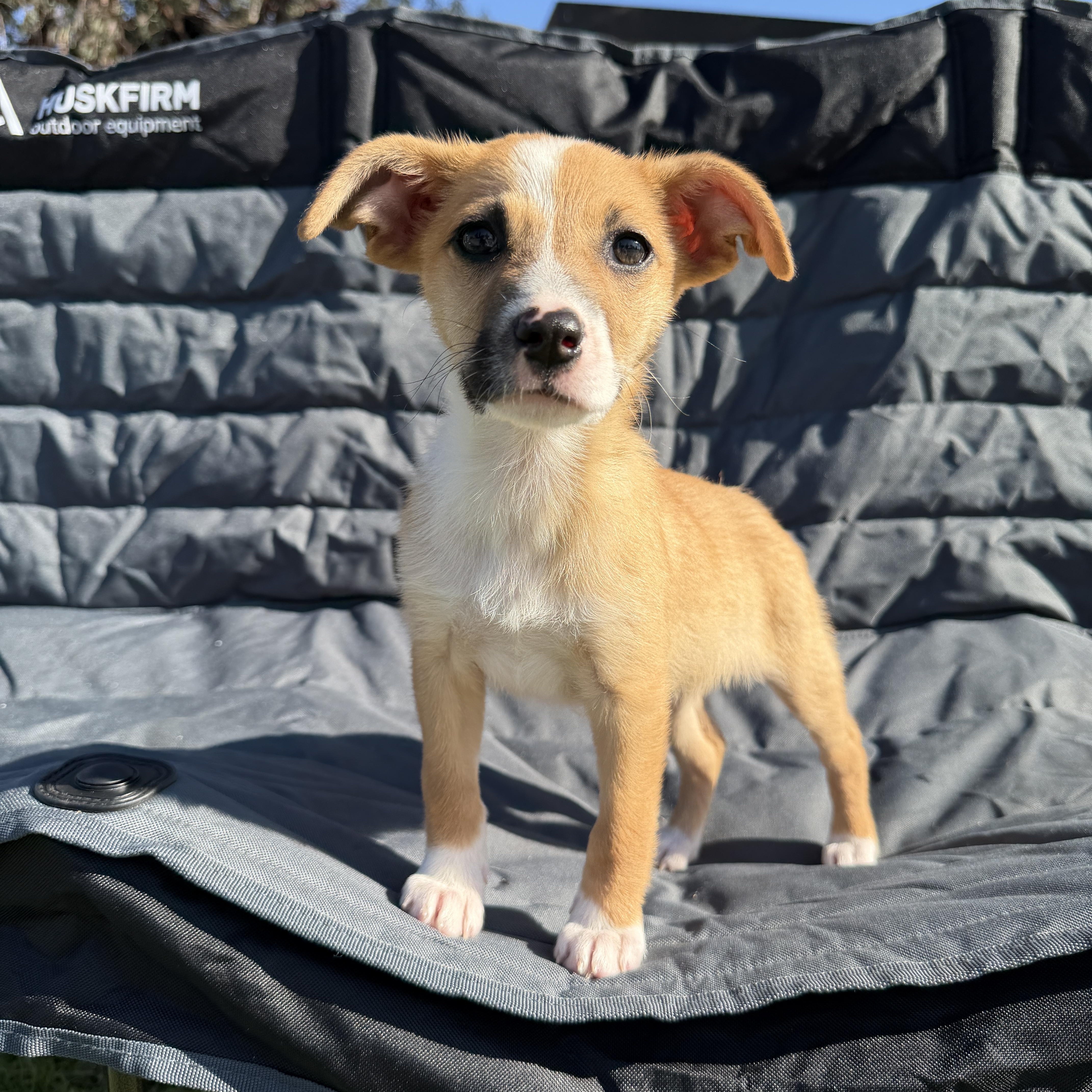 Enlarge Lorde, a Adoptable mixed breed in San Diego, CA image 1/2
