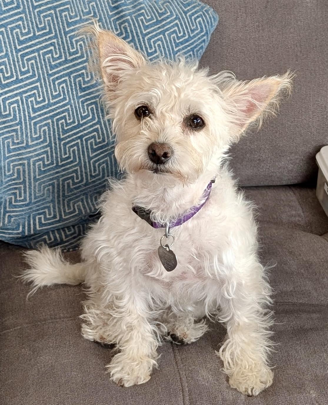Maggie, ADOPTABLE, Young Female Poodle & Maltese.