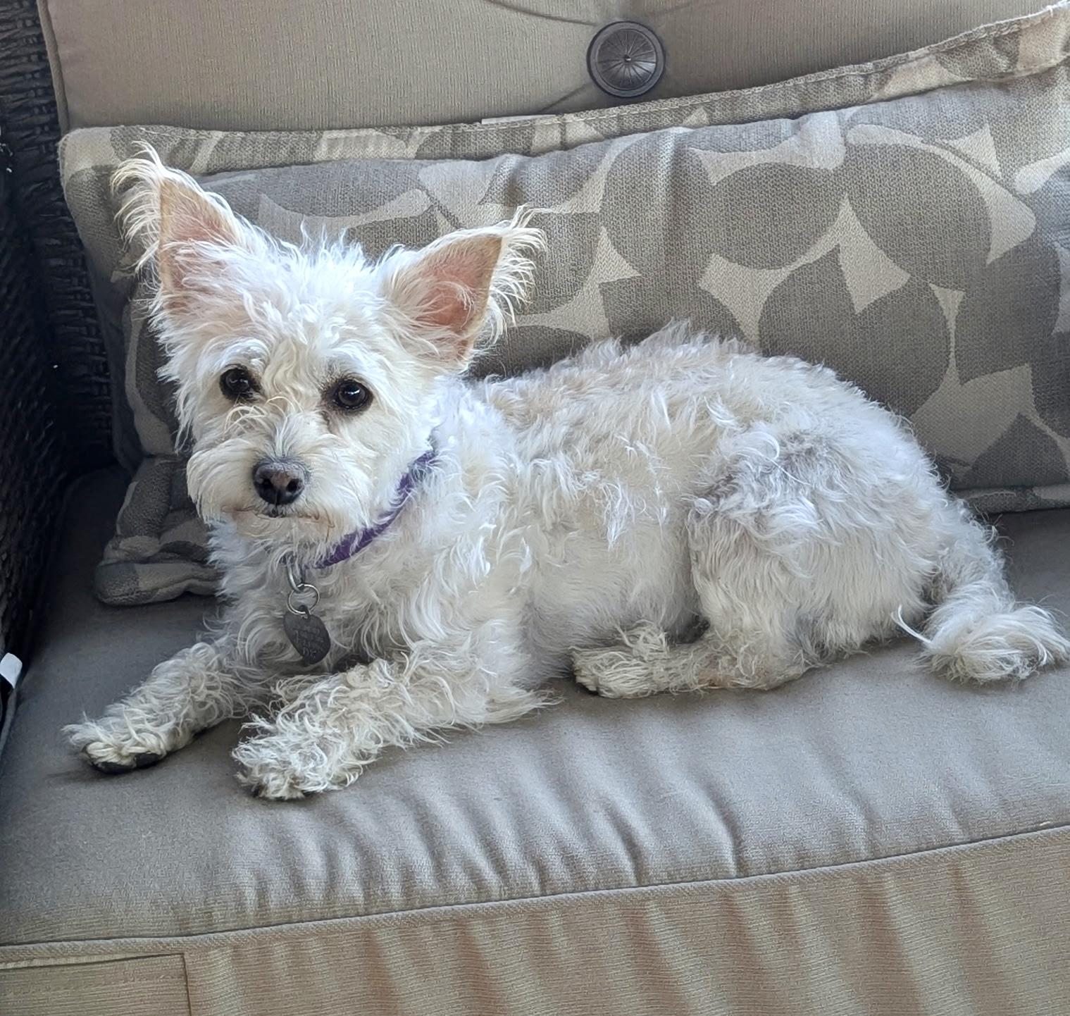 Maggie, a ADOPTABLE mixed breed in Castro Valley, CA image 3/4