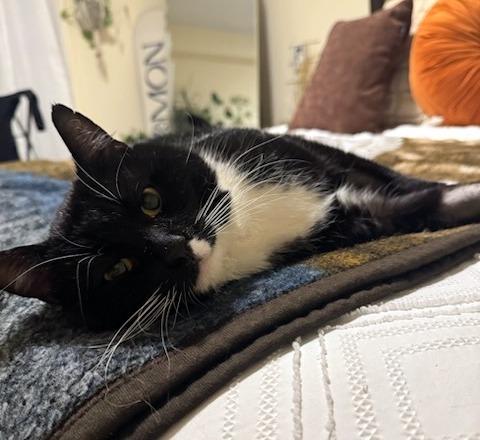 Enlarge Lenny, an adopted Tuxedo in Verdun, QC image 5/5