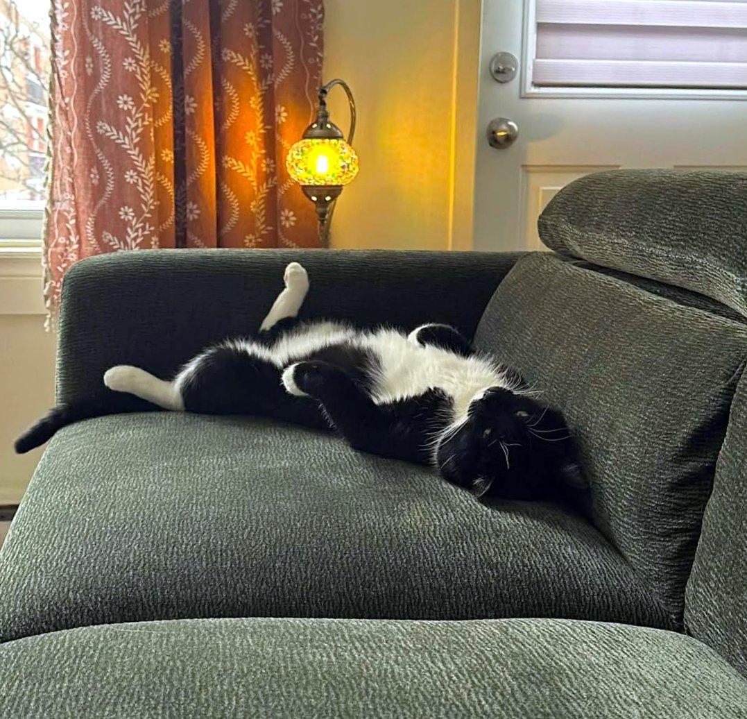 Enlarge Lenny, an adopted Tuxedo in Verdun, QC image 3/5