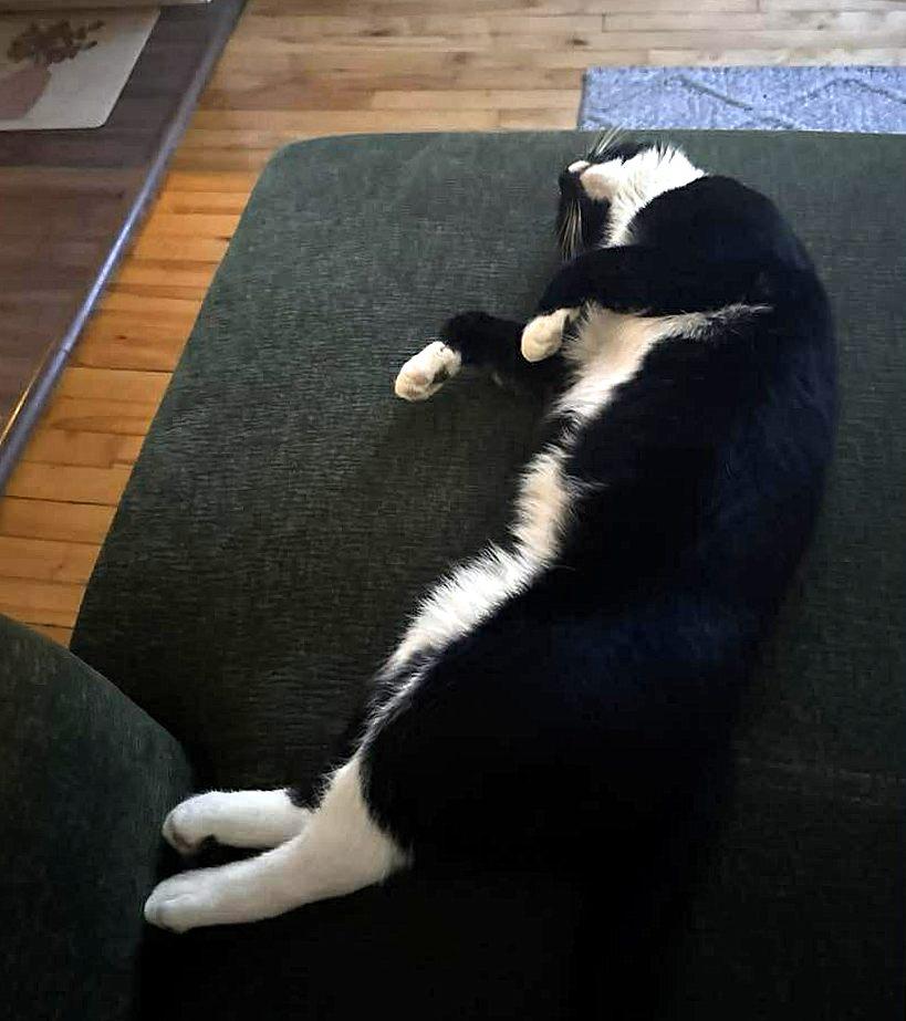 Enlarge Lenny, an adopted Tuxedo in Verdun, QC image 4/5