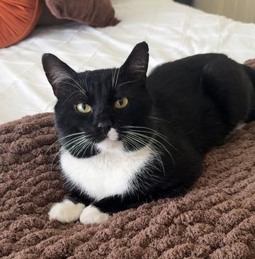 Lenny, adopted, Young Male Tuxedo.