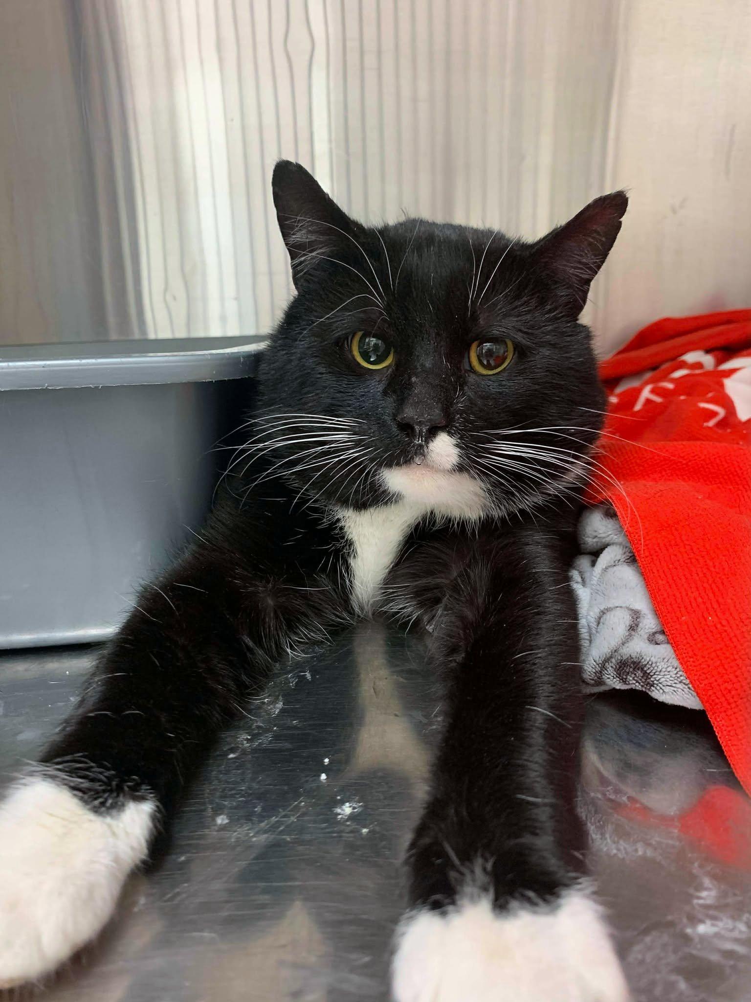 Enlarge Lenny, an adopted Tuxedo in Verdun, QC image 2/5