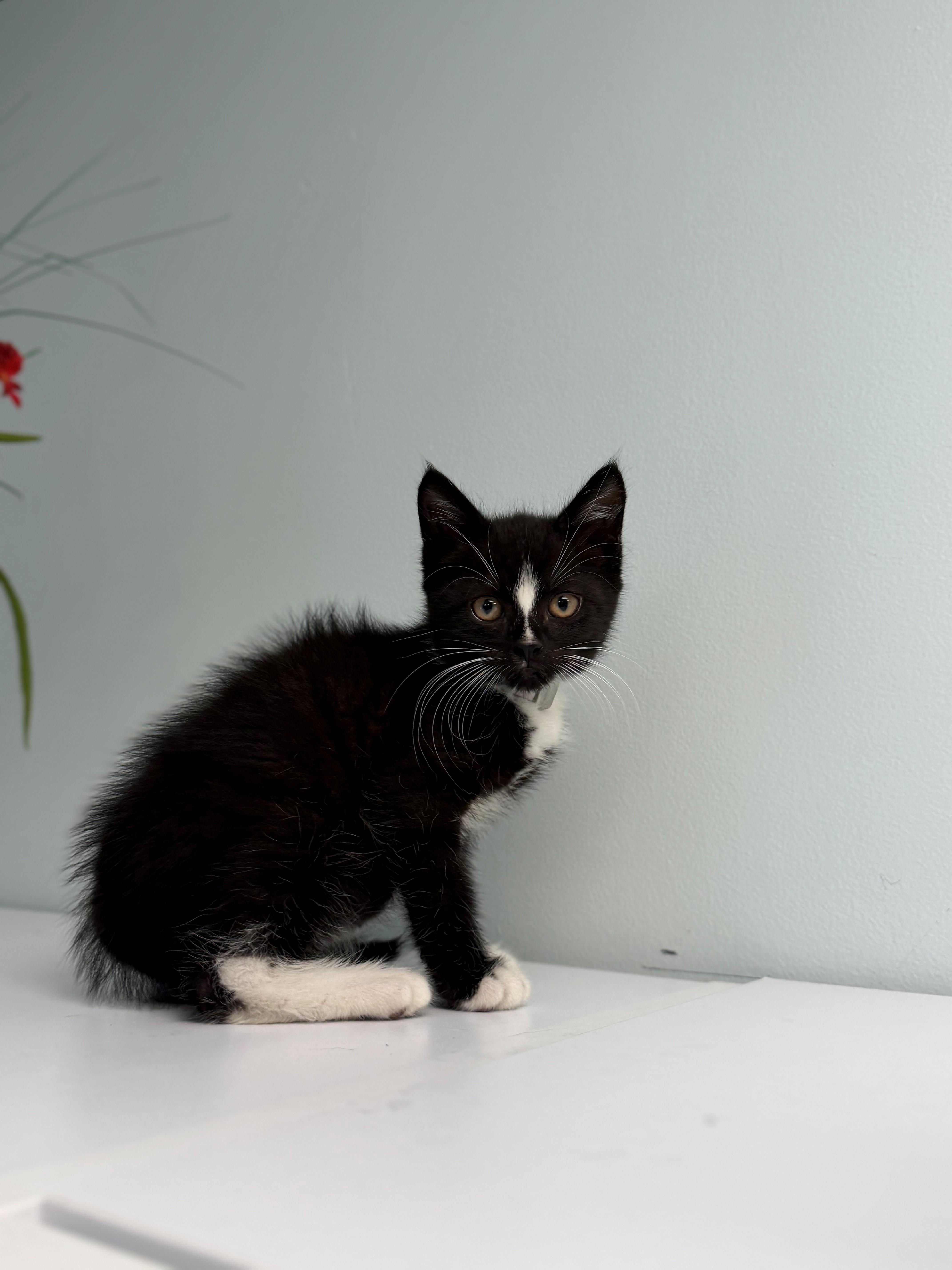 Gerald, ADOPTABLE, Young Male Domestic Short Hair.